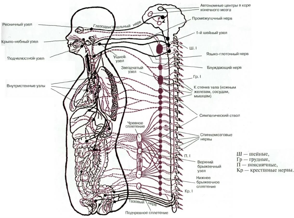Нервный узел где. Схема анатомической нервной системы. Ганглии нервной системы человека. Звездчатый узел симпатического ствола. Нервная система нервы расположение.