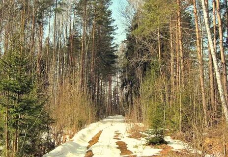 Какой бывает лес весной