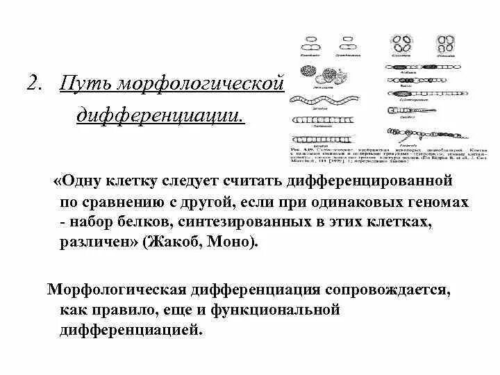 Морфологическая дифференциация. Морфологическая дифференцировка клеток прокариот. Морфологическая дифференцировка.