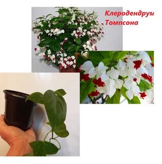 Грунт для клеродендрума