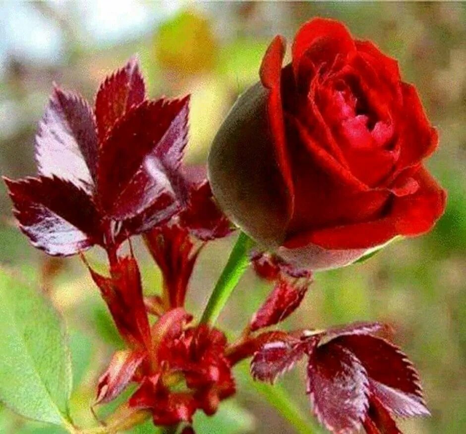Хархил Гулар. Осенние розы. Розы осенью.