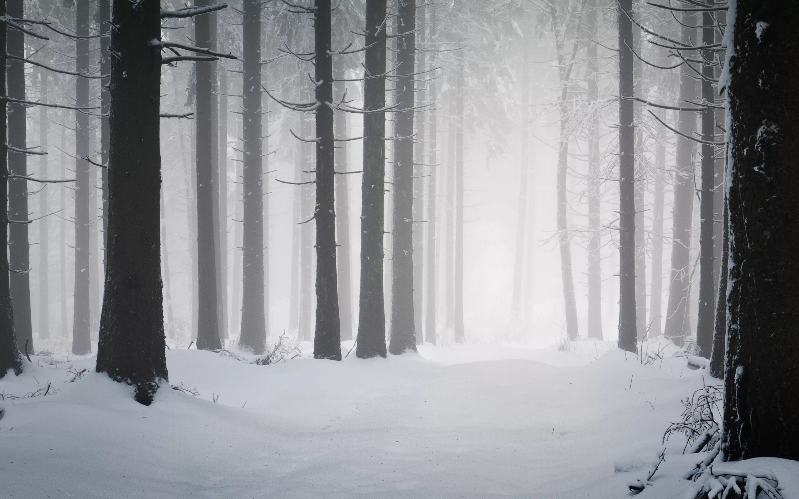 Мрачный снег. Мрачная зима. Мрачный зимний лес. Заснеженный лес. Снежный лес.