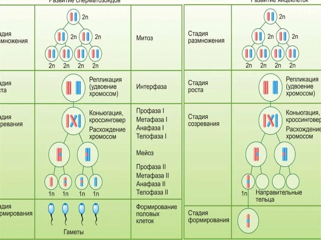 Образование половых клеток мейоз таблица. Схема гаметогенеза развитие половых клеток. Процессы стадии гаметогенеза таблица. Схема мейоза и гаметогенеза.