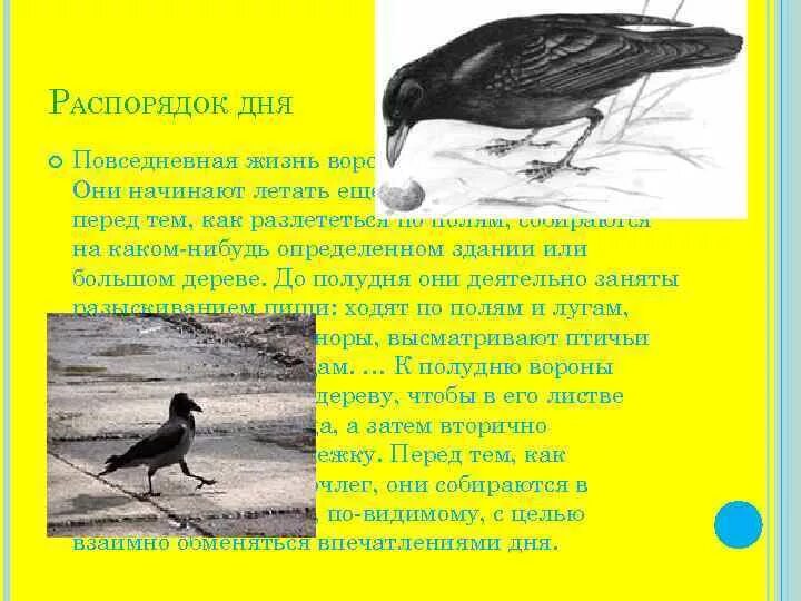 Приспособление вороны. Ворона приспособленность. Условия ворона приспособленность. Ворона приспособление к среде обитания. Ворону летит пушкин