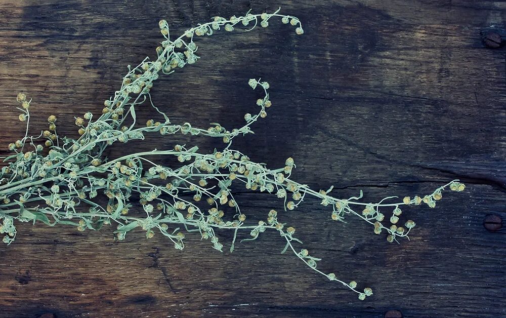 Полынь и мята. Полынь пурша размножение. Тысячелистник обыкновенный отвар. Полынь мята. Полынь стихотворение.