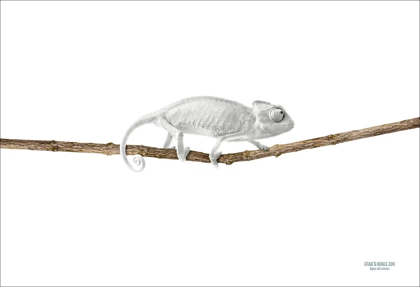 Хамелеон реклама. Hameleon белый структурный. Chameleon Kreativ.
