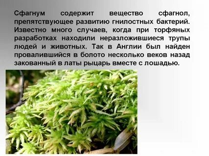 Мох растение описание
