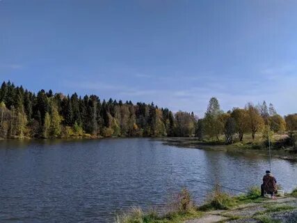 Дубна вербилки