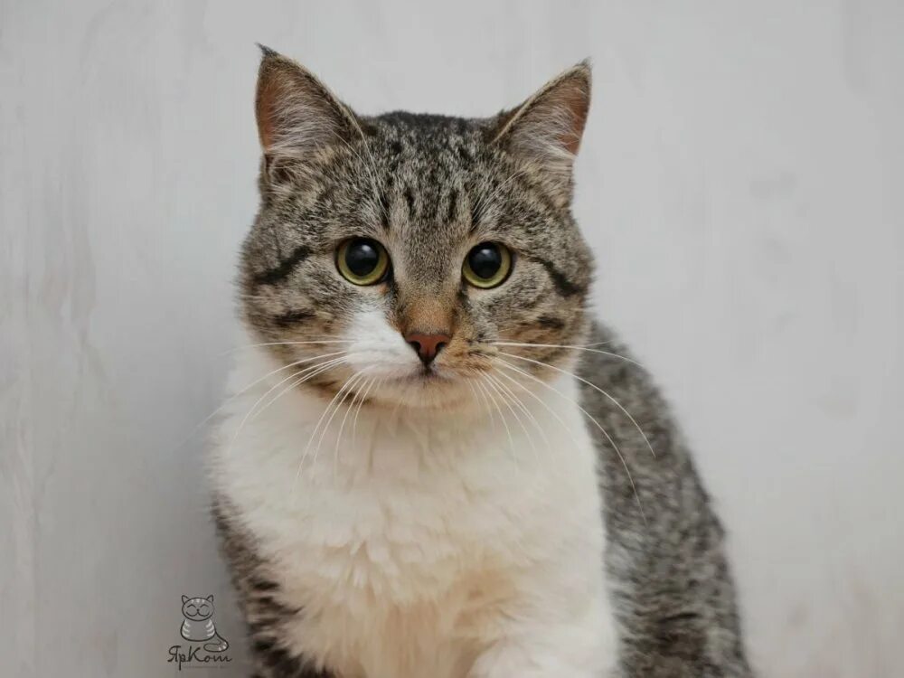 Кот барсик фото. Русский барсик. Русский барсик. Русский барсик. Лесной кот барсик.