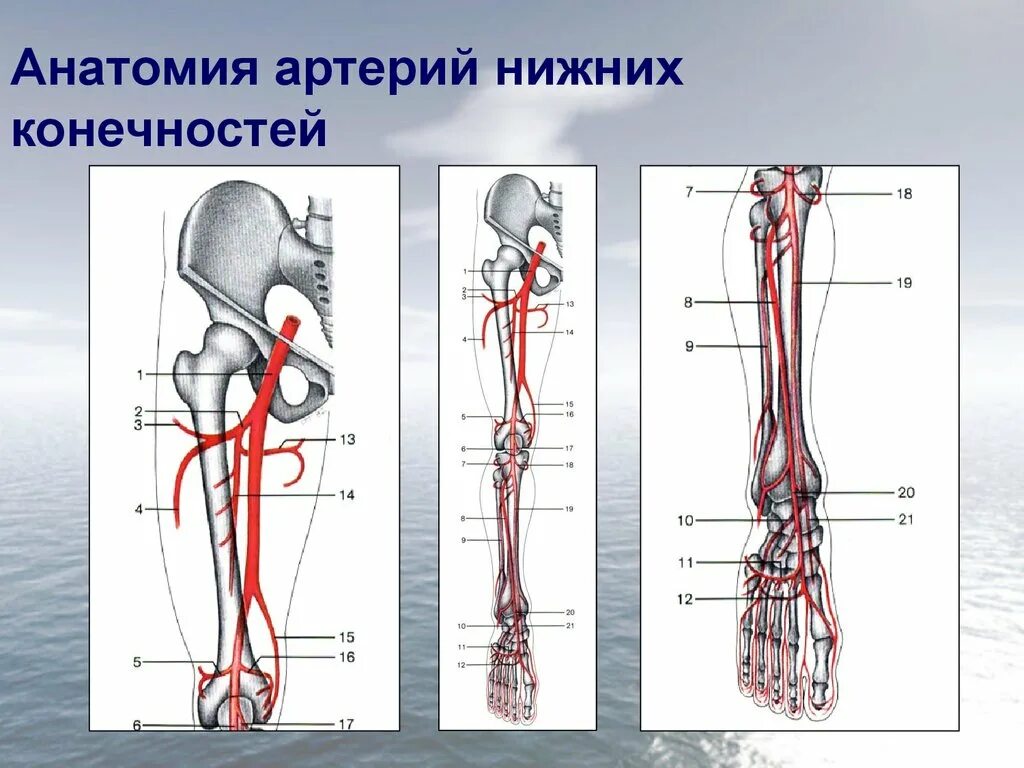 Артериальные сосуды нижних конечностей. Сосуды нижних конечностей анатомия. Артерии нижней конечности анатомия атлас. Кровоснабжение голени и стопы анатомия. Артерии нижних конечностей анатомия схема.