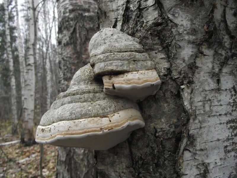 Класс трутовики. Трутовик настоящий fomes fomentarius. Трутовик заборный. Трутовик лиственничный. Трутовик ивовый.