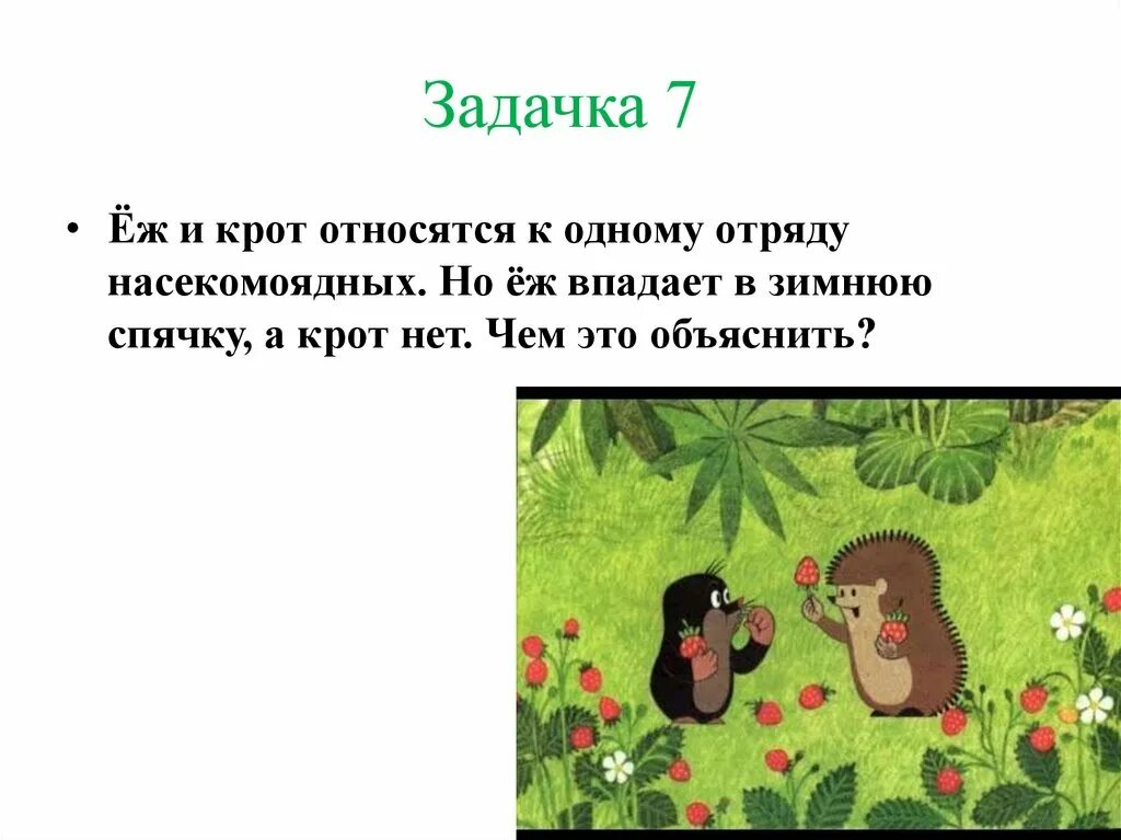 В сравнении с кротом еж крупнее мельче. Экология для любознательных. Крот впадает в спячку. Почему еж впадает в спячку а Крот нет. Крот и еж.