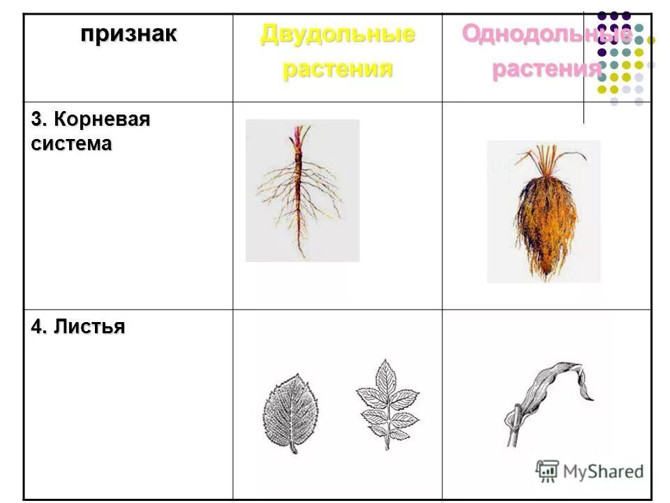 Спаржа однодольное или двудольное растение. Листья класса двудольные. Однодольчатые и двудольные. Однодольные и двудольные листья. Листья однодольных и двудольных растений.