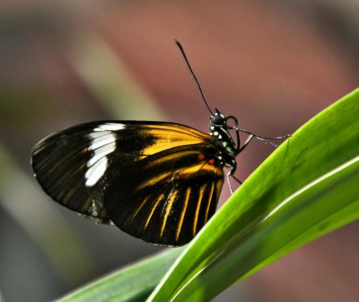 Бабочка черный глянец. Papilio rutulus бабочка. Бабочка желтая с черными полосками. Бабочка большая желтая с черным. Бабочка желто черная название.