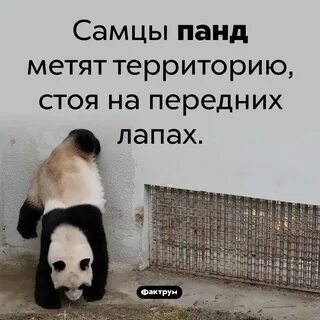 Панда интересные факты о животном