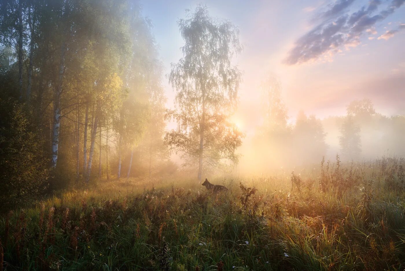 Утро в лесу. Утренний лес. Утренний туман в лесу.