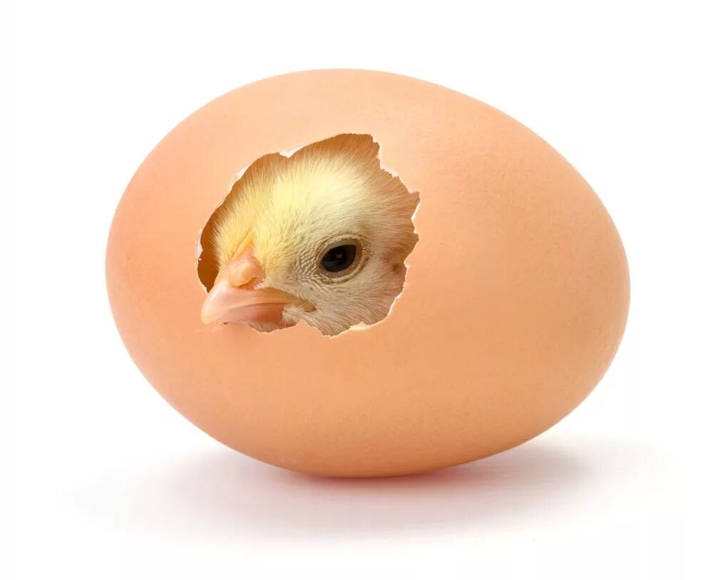 Бройлер Кобб 500. Яйцо цыпленок. Я цыпленок. Цыпленок вылупляется из яйца. Птица вылупляется из яйца