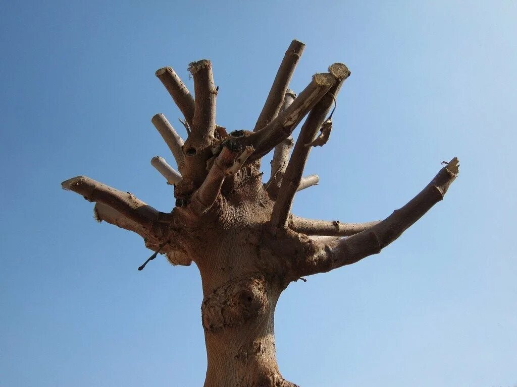 Topping tree
