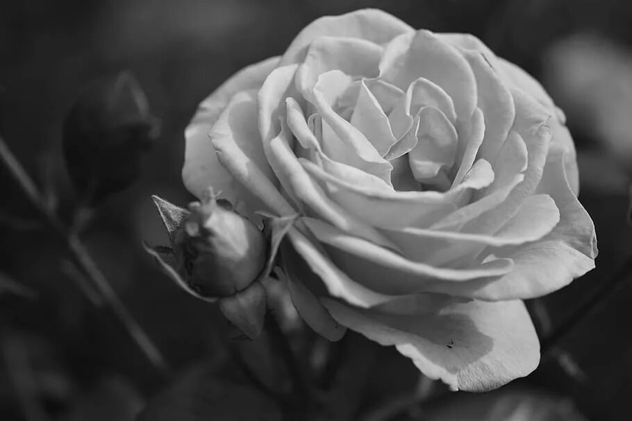 Grayscale