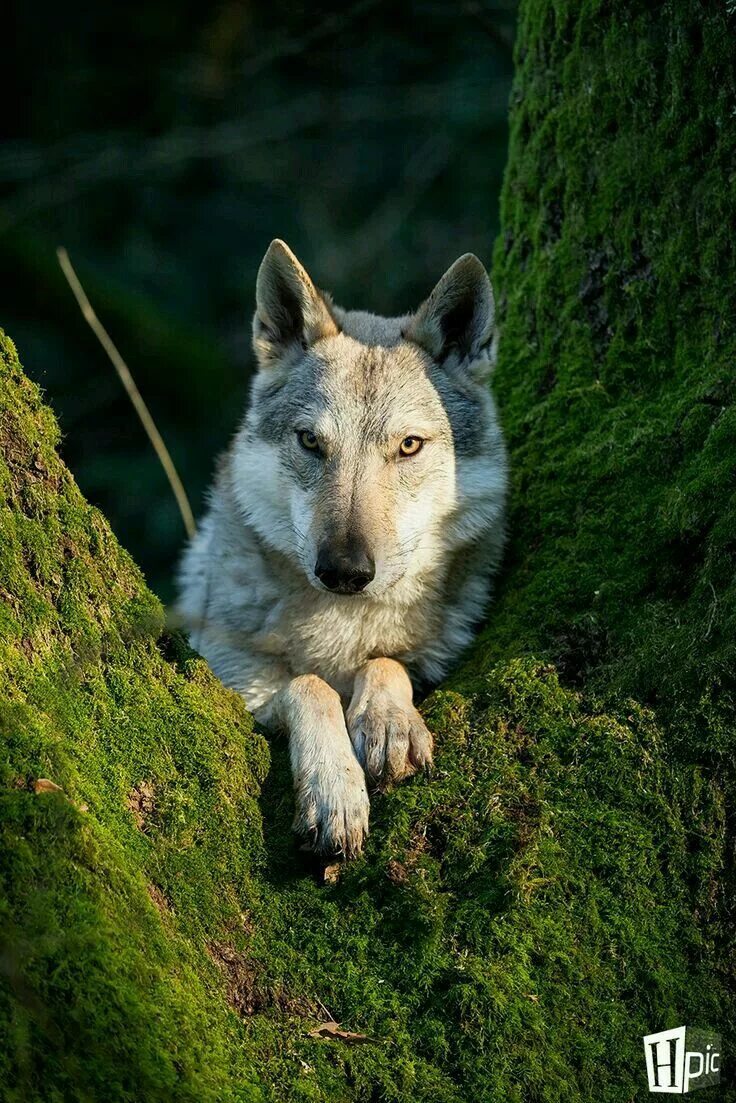 Волк. Волк скалистых гор. Шерстистый волк. Красивый волк. Beautiful wolves