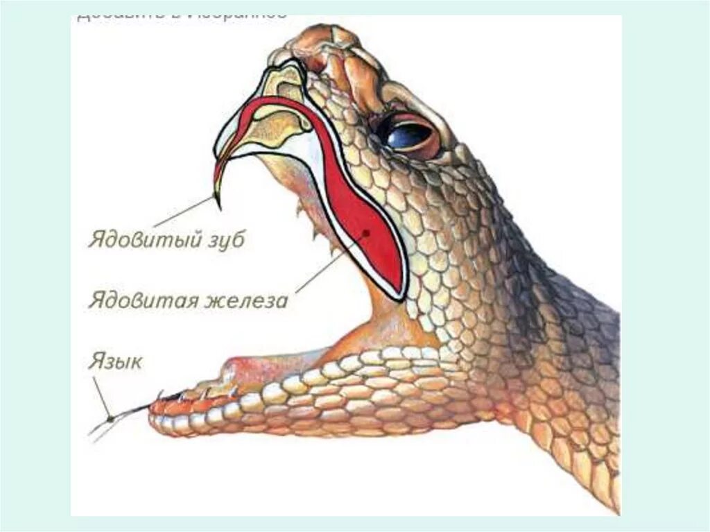 Кожная железа у пресмыкающихся. Строение челюсти ядовитой змеи. Органы чувств змеи. Строение змеи органы.