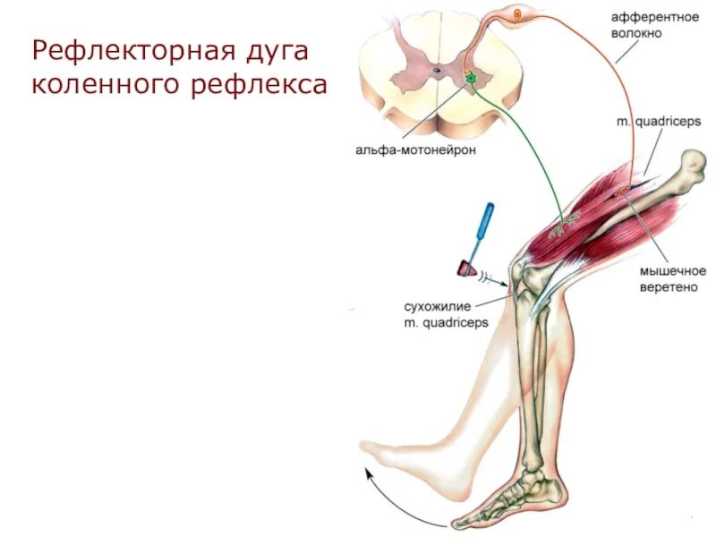 Чувствительное коленного рефлекса. Рефлекторная дуга коленного рефлекса. ФРАГМЕНТЫ рефлекторной дуги коленного рефлекса. Коленный рефлекс физиология. Коленный рефлекс точка удара.