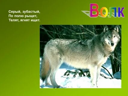 Тема зверь
