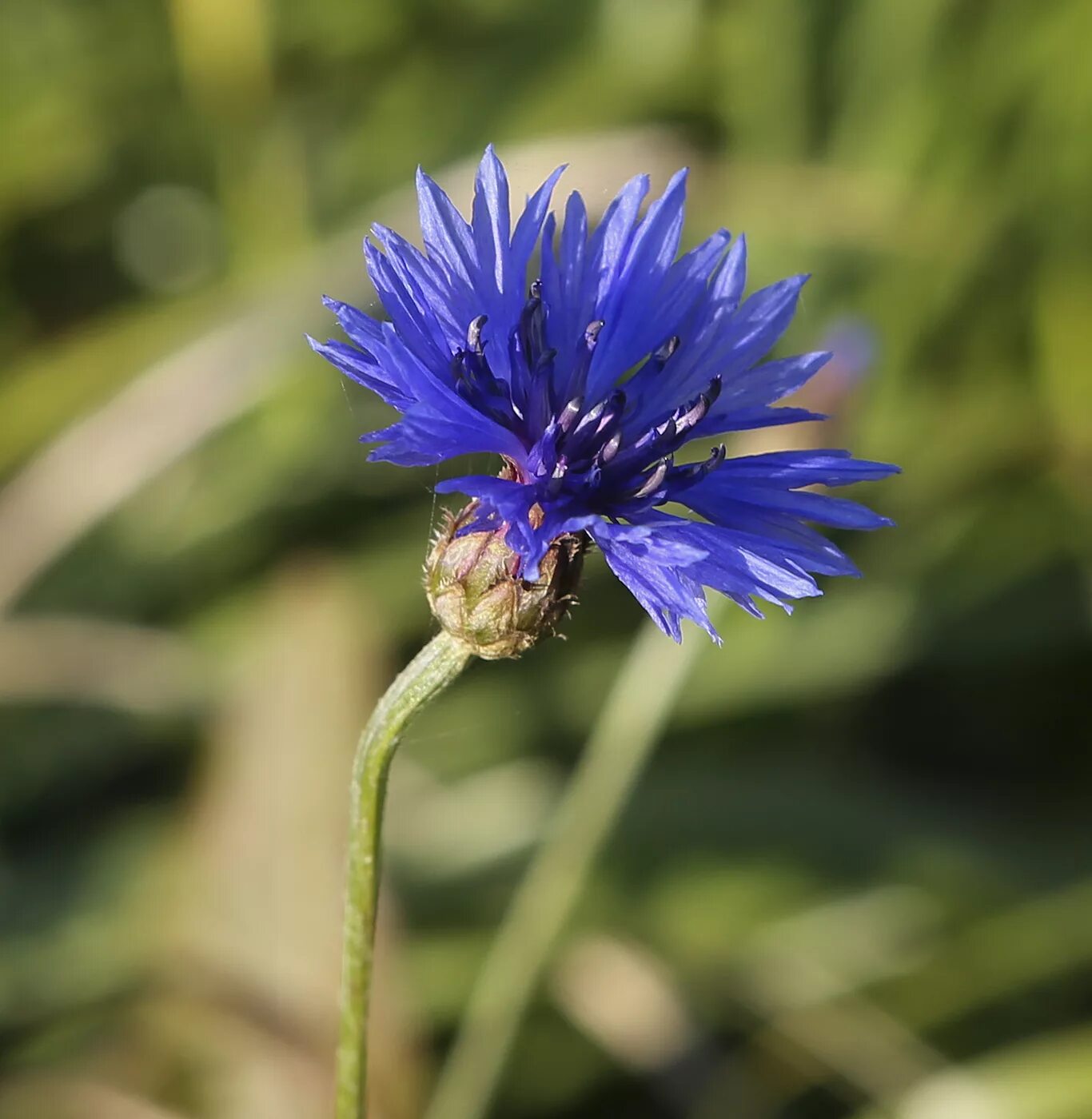 Растения василек синий. Василек cyanus. Центаурея Василек. Василек синий (Centaurea cyanus). Василек полевой соцветие.