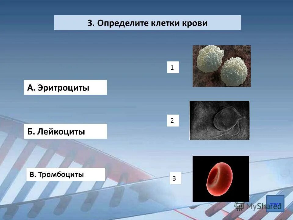 определение моноклональных антител. клетка. клетка это в биологии кратко. клеточный определение. клетка биология строение.