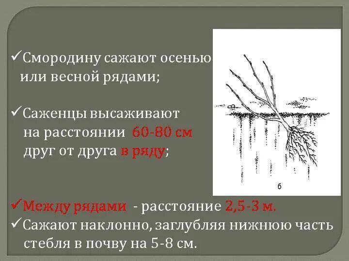 На каком расстоянии сажать черную смородину. Схема посадки смородины черной. Посадка смородины весной расстояние между кустами. Посадка смородины расстояние между кустами.