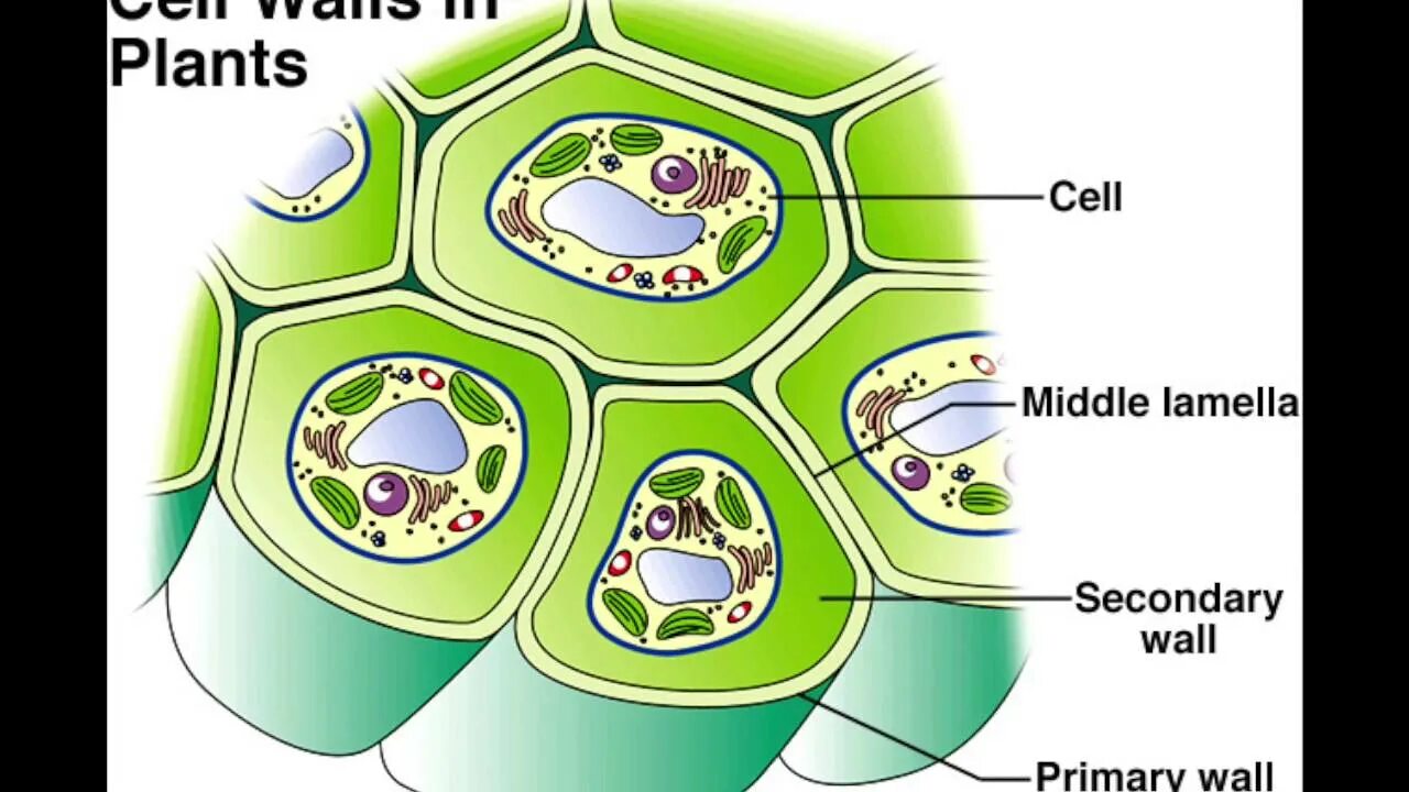 Клеточная стенка растительной клетки. Plant Cell Wall structure. Plant Cell Wall, Primary, secondary. Cell Wall Plant Cell.