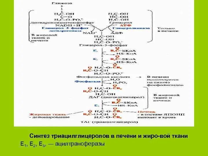 Синтез триацилглицеридов в печени и жировой ткани. Синтез таг в печени и жировой ткани. Схема синтеза триацилглицеролов. Схема синтеза жирных кислот и триацилглицеролов в печени. Место синтеза жиров