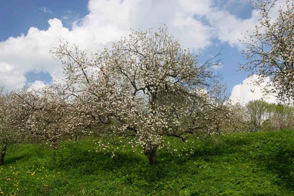 Яблони пенза