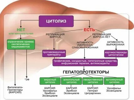 Гепатопротекторы заболевания