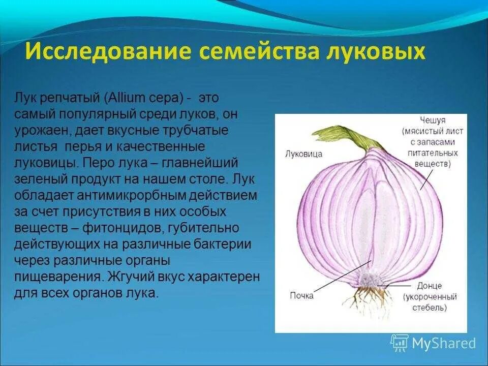 Лук репчатый строение. Строение семейства луковых.