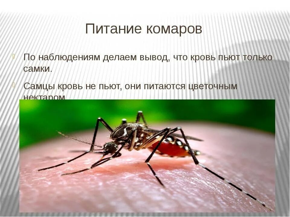 Комаров погуляет. Комар. Чем питаются комары. Образ жизни комара. Самец комара.