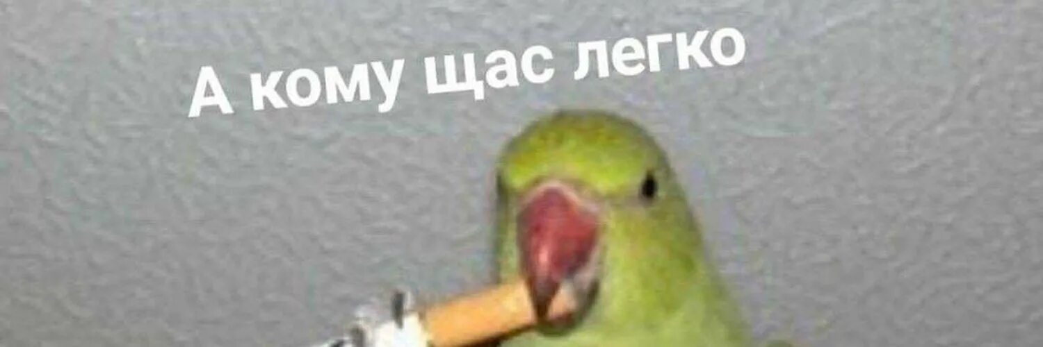 Ковыса акому ща слегко. А кому сейчас легко мем. Картинка а кому щас легко. Надпись ноутбук. А кому сейчас легко крыса.