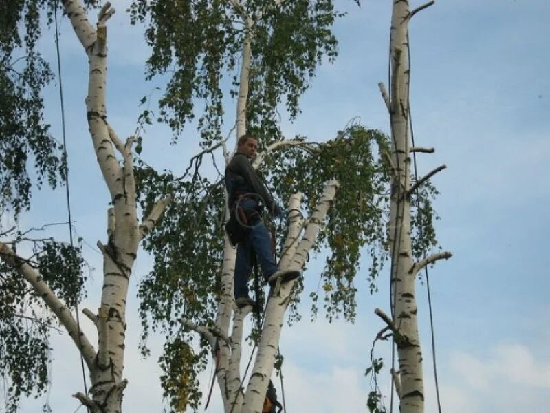 Серебристый Тополь кронирование. Обрезанные березы. Береза обрезать макушку. Кронирование березы. Обрезать верхушки деревьев