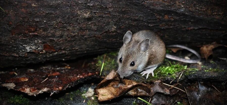 Лесная мышь (Apodemus sylvaticus). Лесная мышь Sylvaemus uralensis. Желтогорлая Лесная мышь. O европейская мышь (Apodemus sylvaticus).