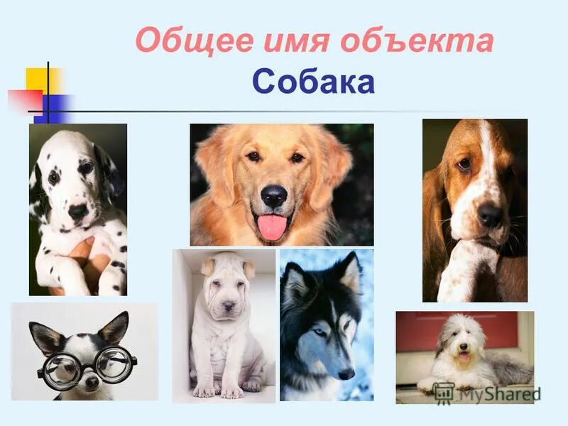 Служебные породы собак названия. Фото собак и их названия. Название служебных собак. Породы собак картинки с названиями. Служебные породы собак названия.