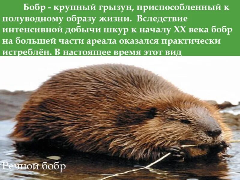 Бобры выражение. Бобры в красной книге. животные красной книги бобры.