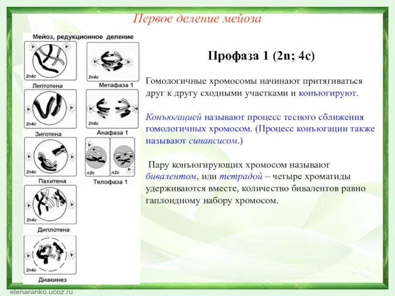 Биологическая сущность мейоза состоит в. Профаза первого деления мейоза. Первое деление мейоза. Профаза 1 деления мейоза. Процесс сближения гомологичных хромосом называют.