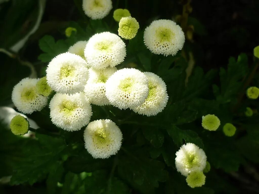 Пиретрум девичий (pyrethrum parthenium). Пиретрум девичий алая звезда. Пиретрум девичий уход. Ромашка девичья пиретрум. Пиретрум девичий ромашка.