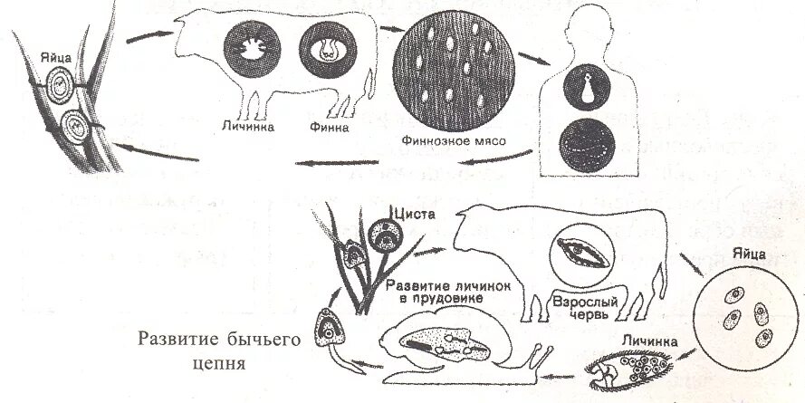 Жизненный цикл бычьего цепня начиная с яиц