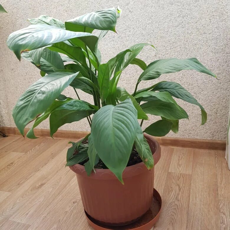 Спатифиллум размножение семенами. Спатифиллум с пестрыми листьями. Спатифиллум блэк бьюти. Спатифиллум культиварс. Спатифиллум семена.