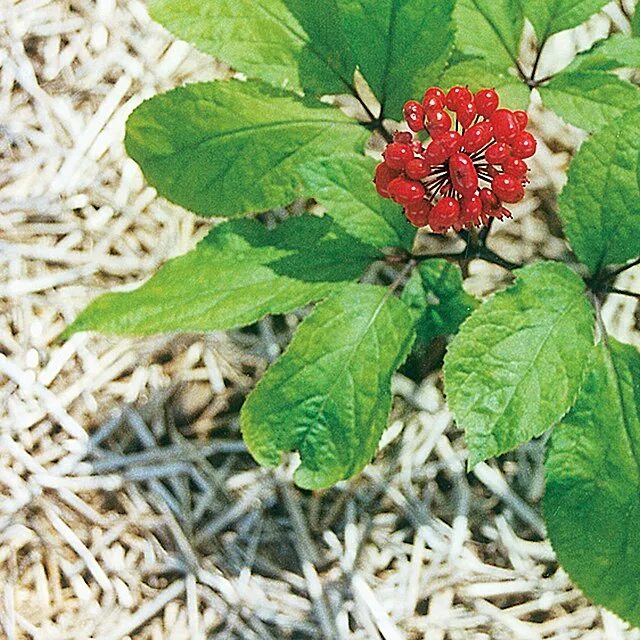 Семена Женьшень обыкновенный (настоящий) / Корень жизни / Panax ginseng, 5 штук 