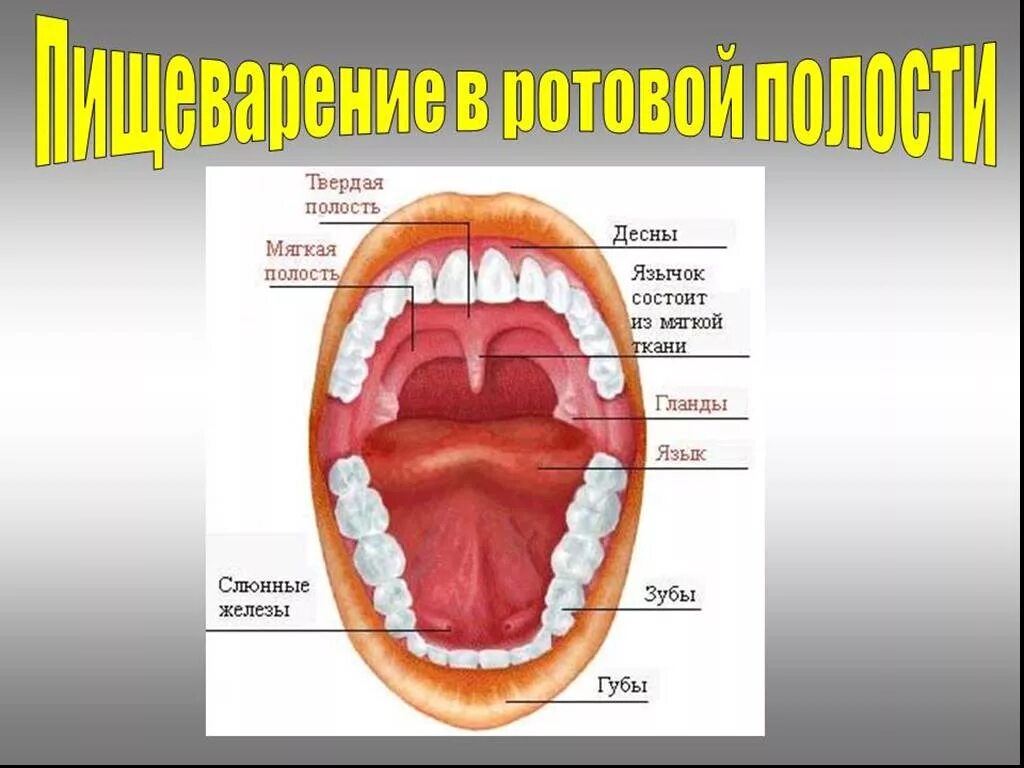 Ротовая полость продукт. Пищеварение в ротовой полости анатомия. Строение пищеварение в ротовой полости. Строение пищеварительной системы ротовая полость. Схема пищеварения в ротовой полости.