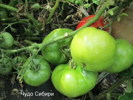 Помидоры не требующие пасынкования для открытого грунта