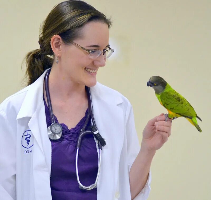 клиника витавет красное село. ветеринар. марченко 7в ветлечебница. ветеринарная клиника для животных. ветеринар целует.