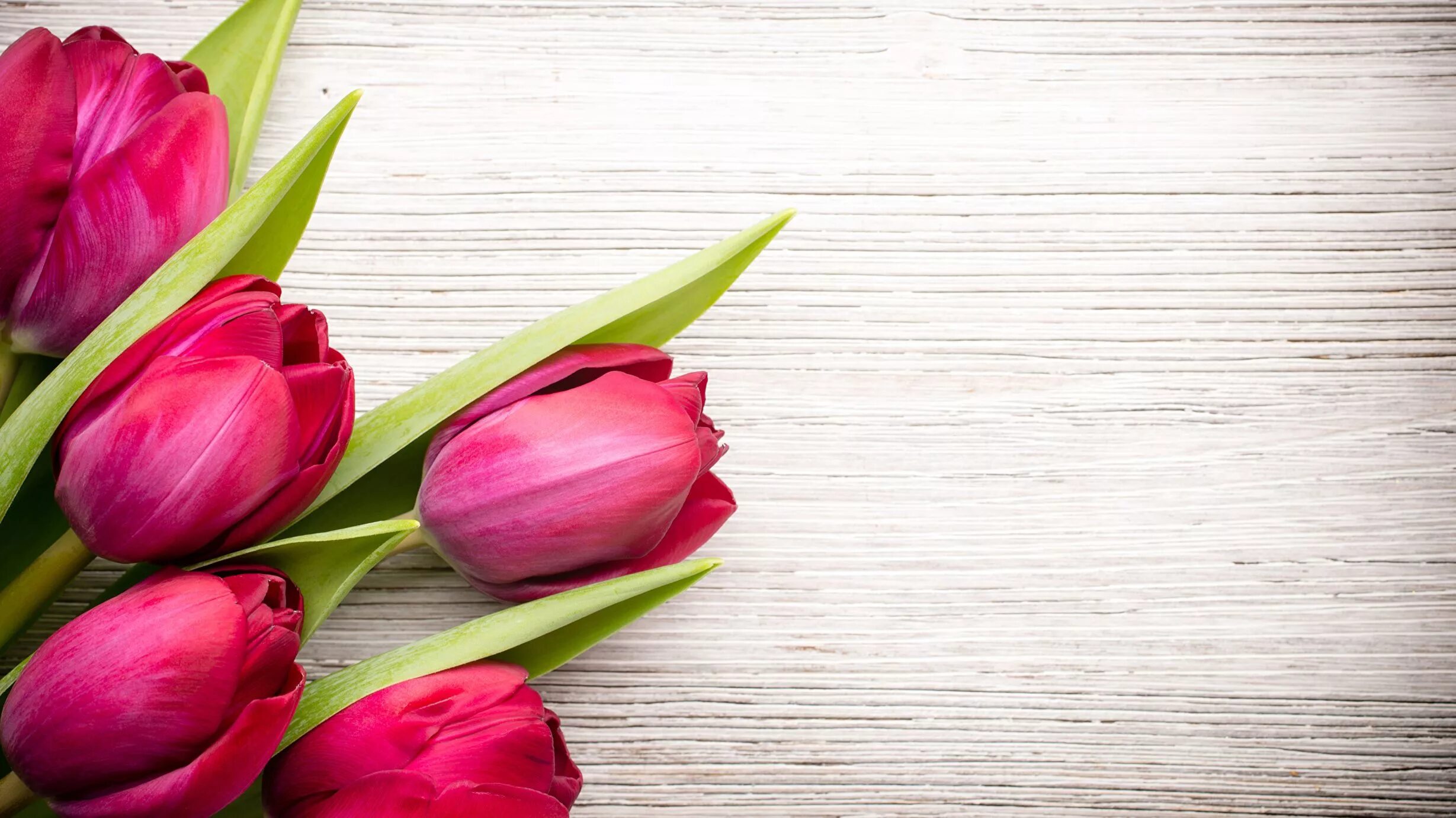 Обои с тюльпанами на телефон. Тюльпаны фон. Красивые тюльпаны. Тюльпаны открытка. Весенние цветы тюльпаны.